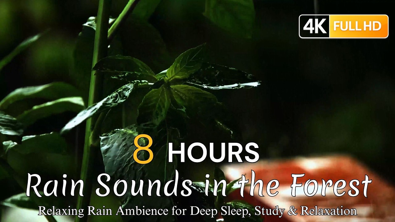 8 Hours Rain Sounds in the Forest 🌧️ Relaxing Rain Ambience for Deep Sleep, Study & Relaxation