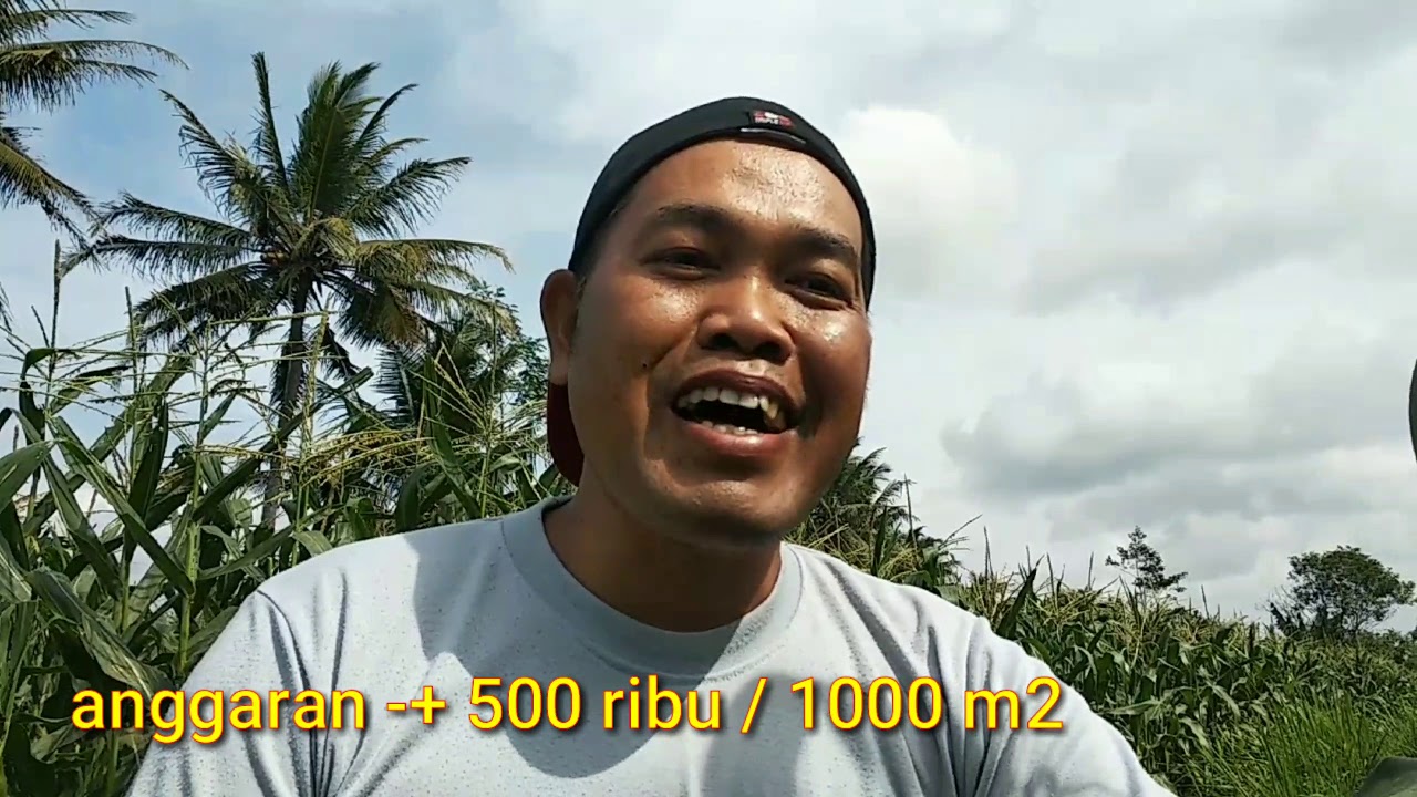 Budidaya Jagung Manis modal 500 ribu bisa untung 12 jt  10 Juli 2020