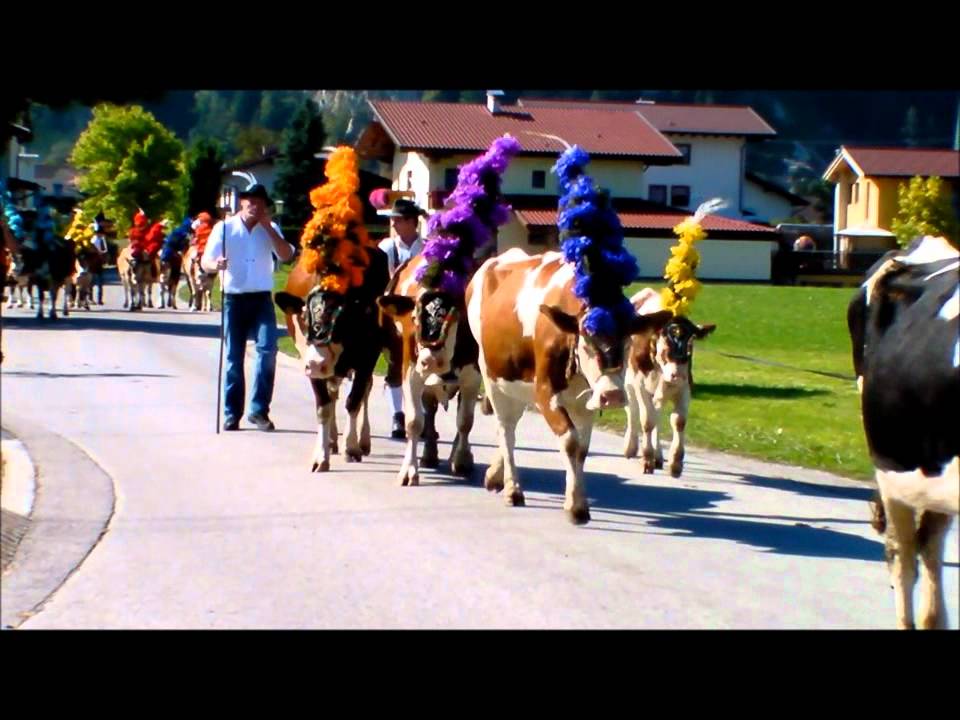 Rinderzucht Tirol Almabtrieb 