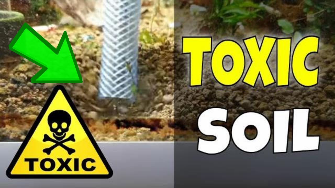 How to Remove Bad Substrate in Shrimp Tank with a Gravel Vac