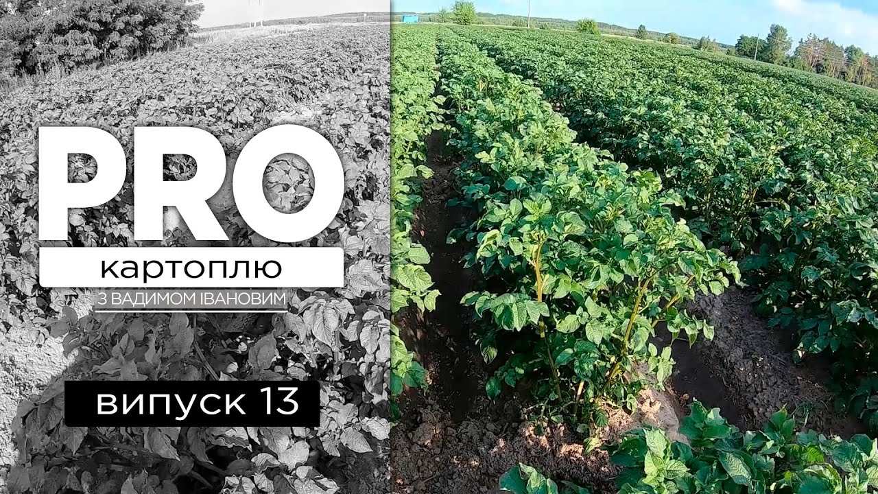 PROкартоплю #13 - Фітопрочистка