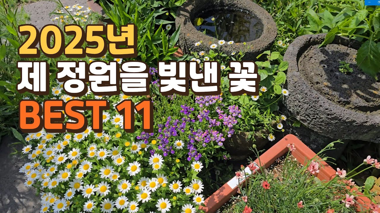 2025년 제 정원을 가장 빛낸 꽃 BEST11