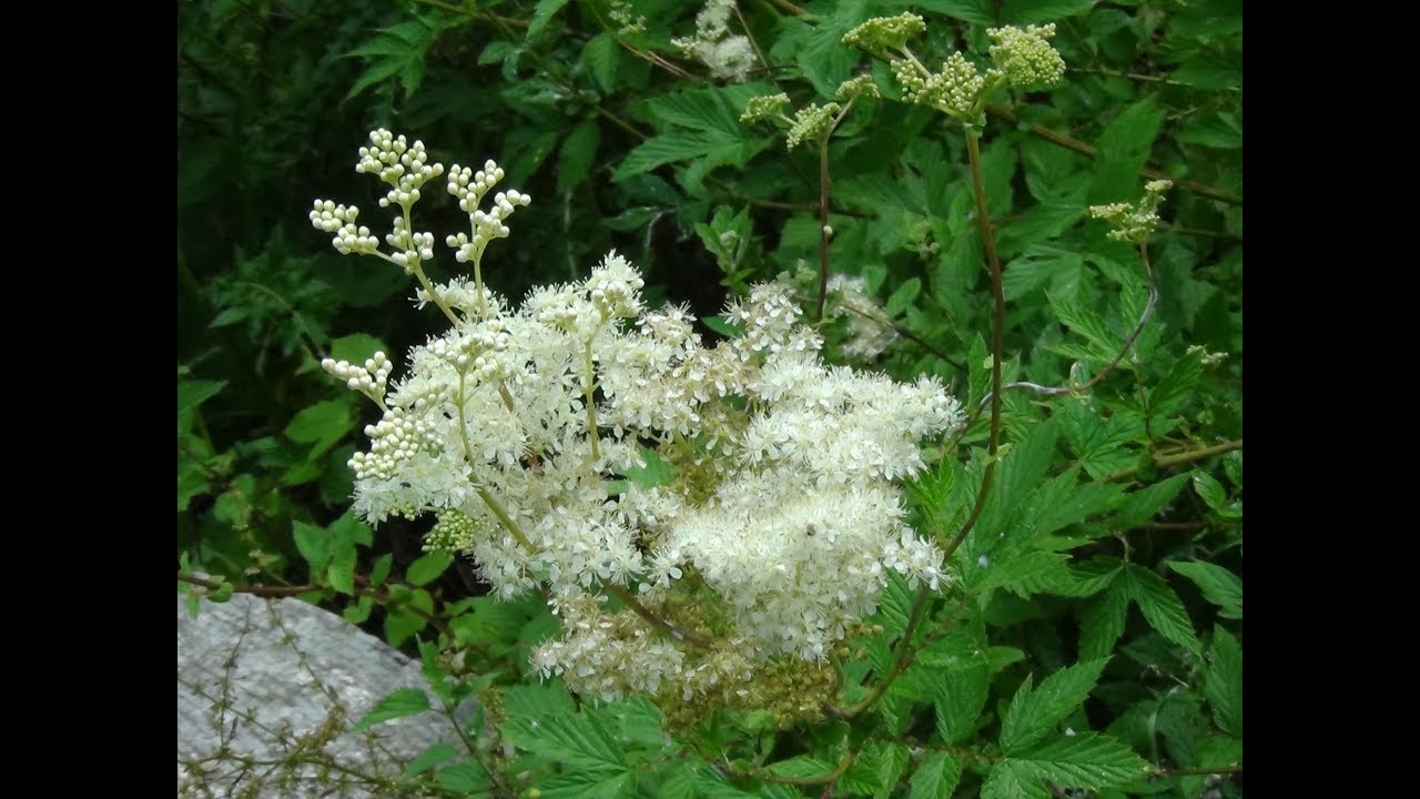 Identifying Meadowsweet, Filipendula ulmaria, Bridewort, Meadsweet, Meadow Wort, Lady of the Meadow