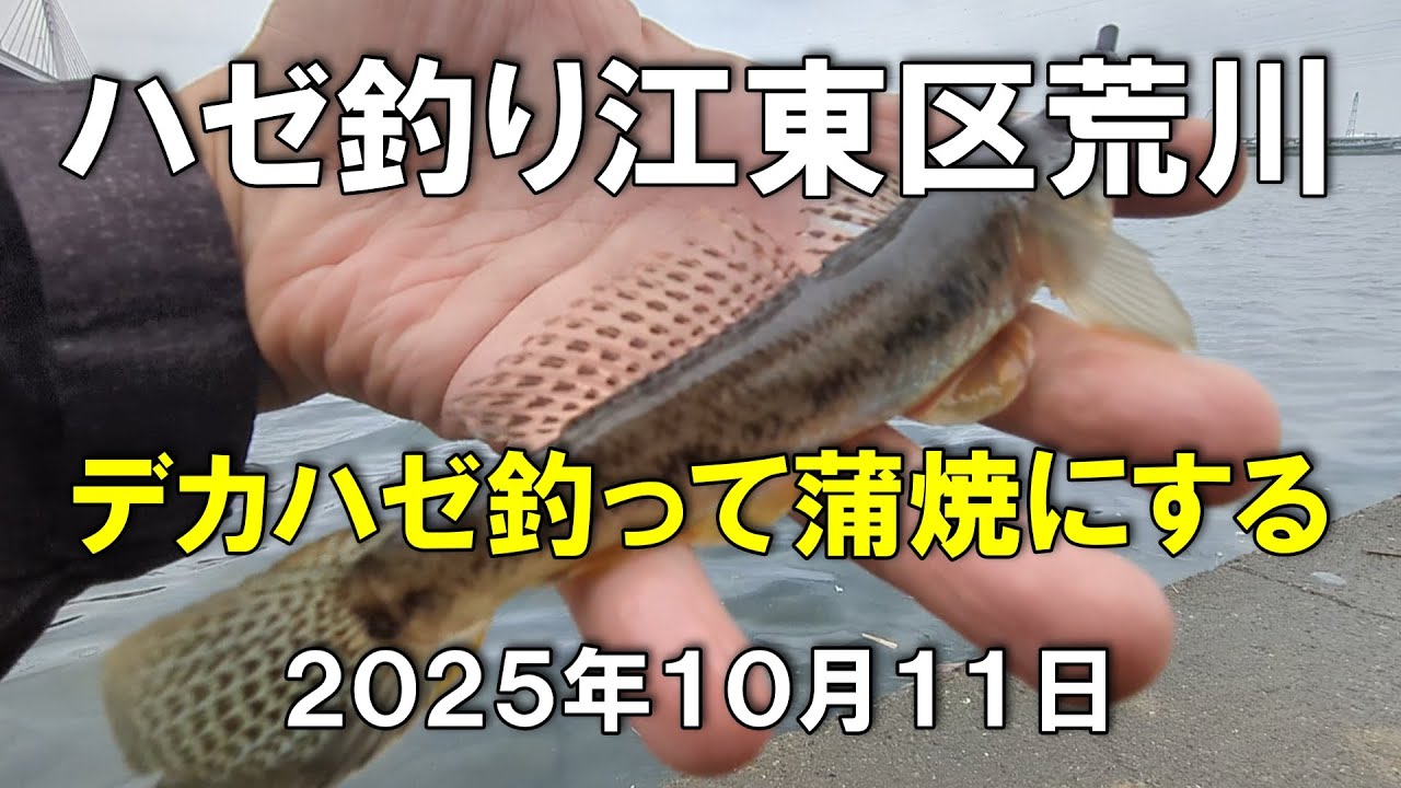 ハゼ釣って食う動画 2025年10月11日 #ハゼ釣り #釣り #荒川 #東京 #江東区 #江戸 #蒲焼き #料理  #shorts