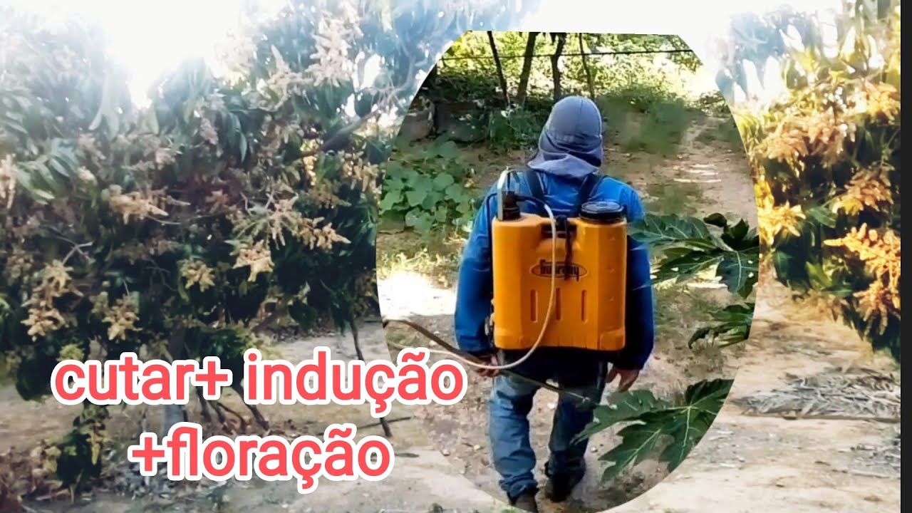 Como colocar o cutar e indução nas mangueiras.#pomar