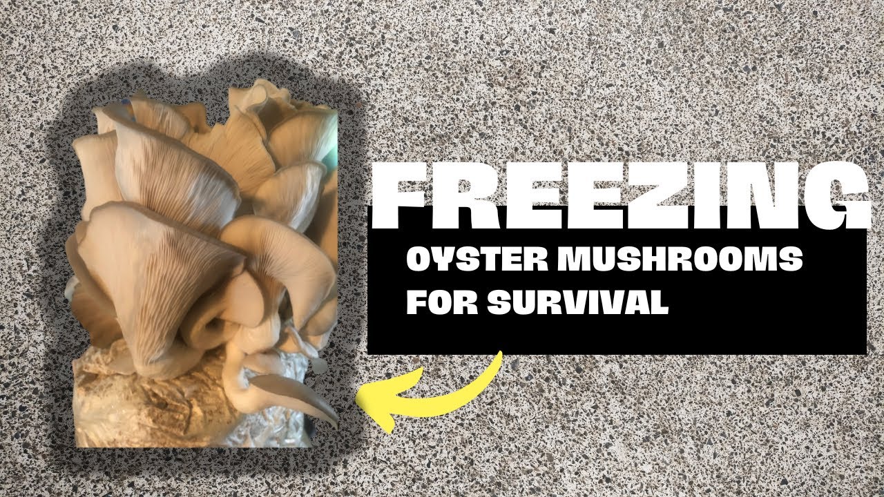 Freezing Oyster Mushrooms up to A YEAR