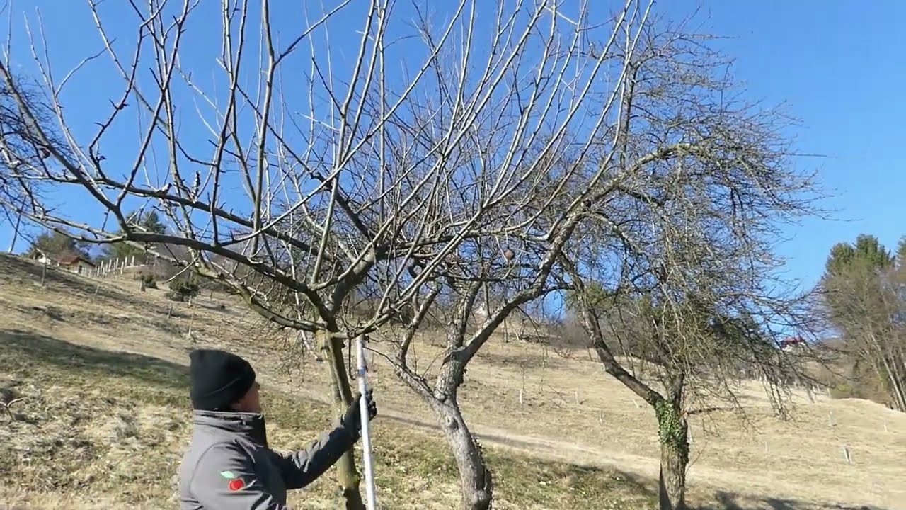 Obrezovanje visokodebelnih jablan v travniškem sadovnjaku