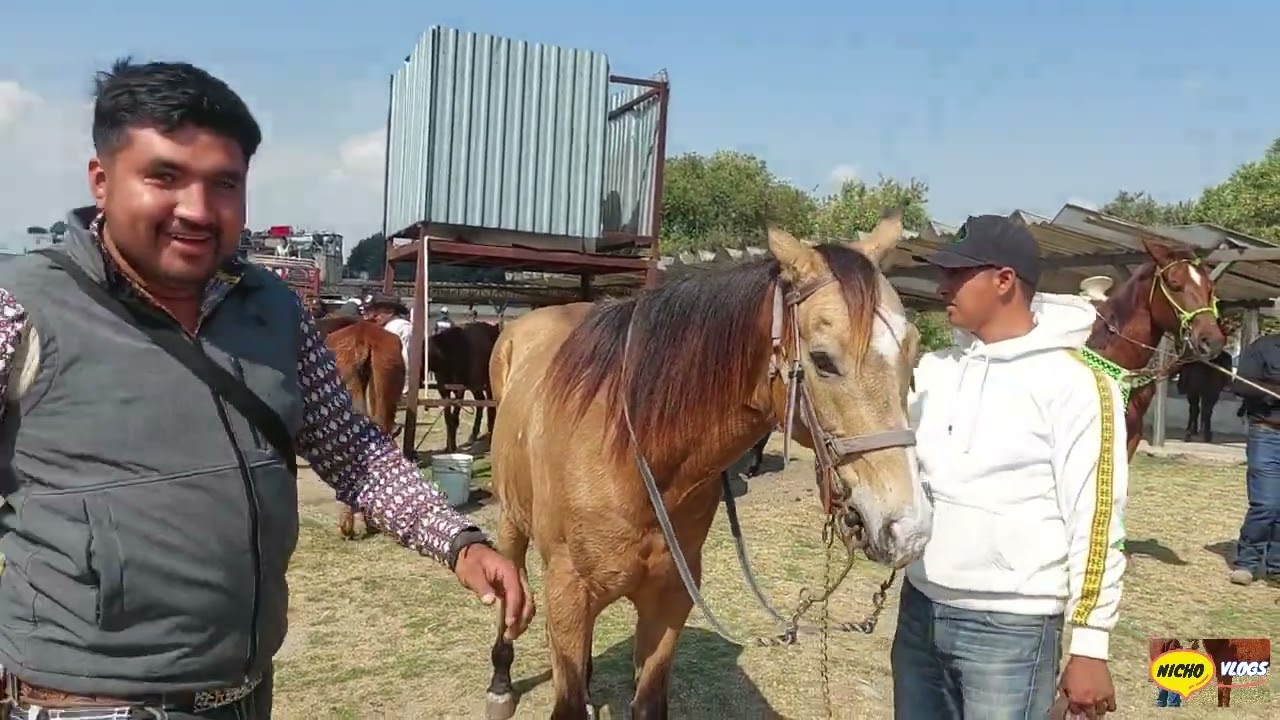 INCREIBLES POTROS Y POTRANCAS EN LA PLAZA GANADERA RANCHO LAS TABLAS.