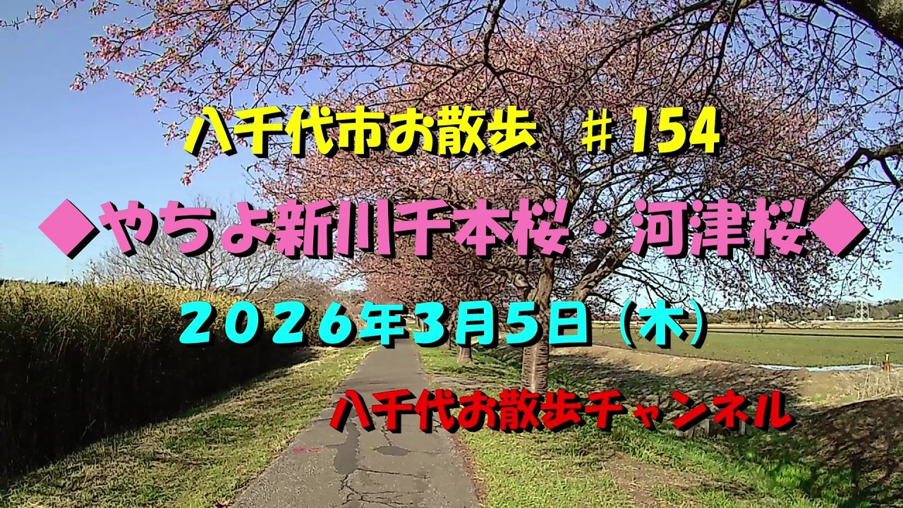 八千代お散歩動画 #154　八千代新川千本桜（河津桜）