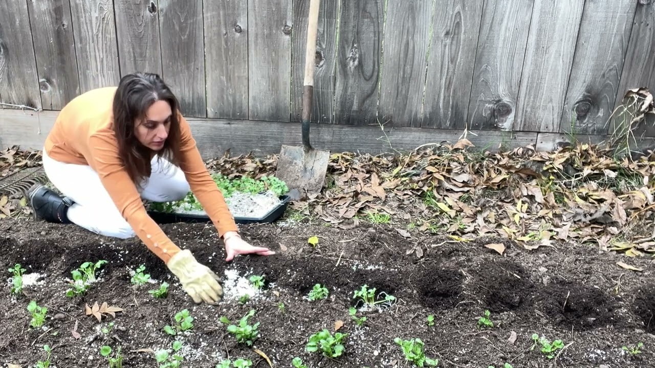 Planting out presprouted ranunculus corms