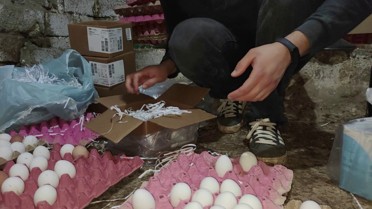 Gezen Tavuk Çiftliği Yumurta Paketleme Nasıl olmalıdır? Alternatif Fikirler #Günlükyumurta #Tazelik