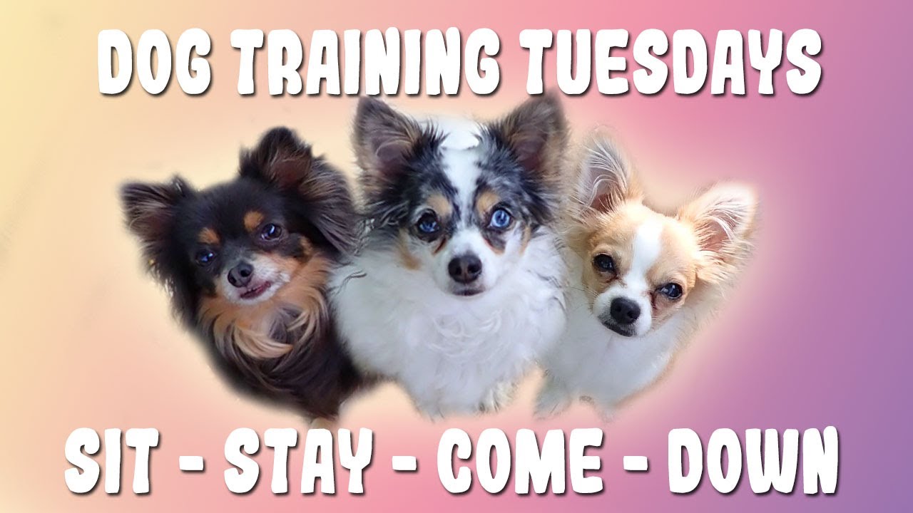 Dog Training Tuesdays Ep.1: Basic Dog Commands- Sit, Stay, Come & Down.