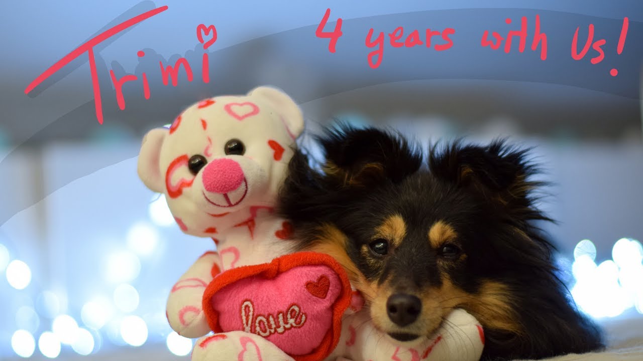 sheltie Trimi - 4 YEARS WITH US!