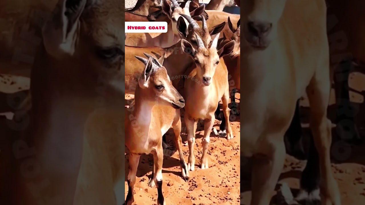 Goat-Deer hybrid #rooftop #GOAT #farming #facts #earn #pets #animals