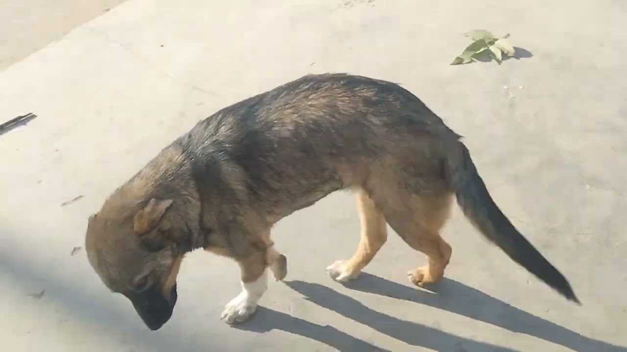Puppies always waiting for food #dog #video