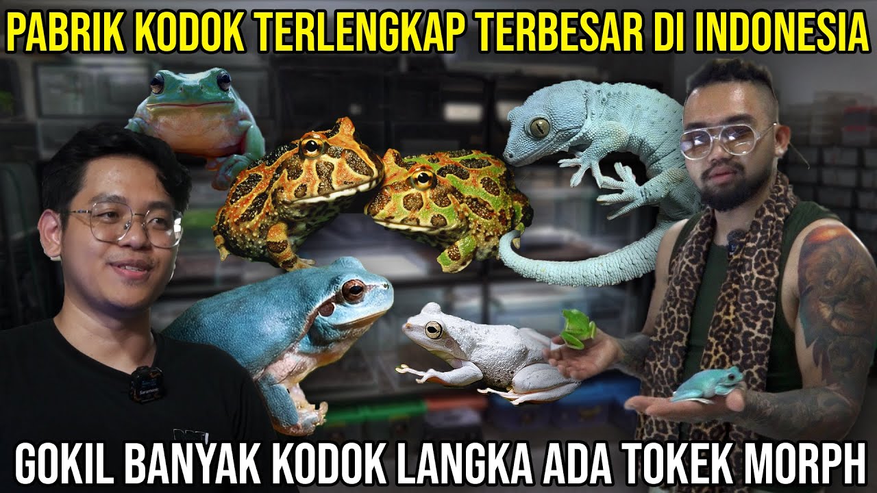PABRIK KODOK TERLENGKAP TERBESAR DI INDONESIA GOKIL BANYAK KODOK LANGKA ADA TOKEK MORPH/ REPTILE ZOY