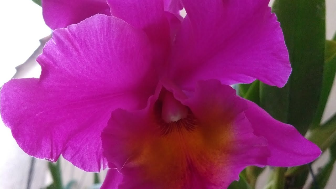 🔴 FLORAÇÃO ORQUIDEA BLC. SUNSET COLOR CHART 