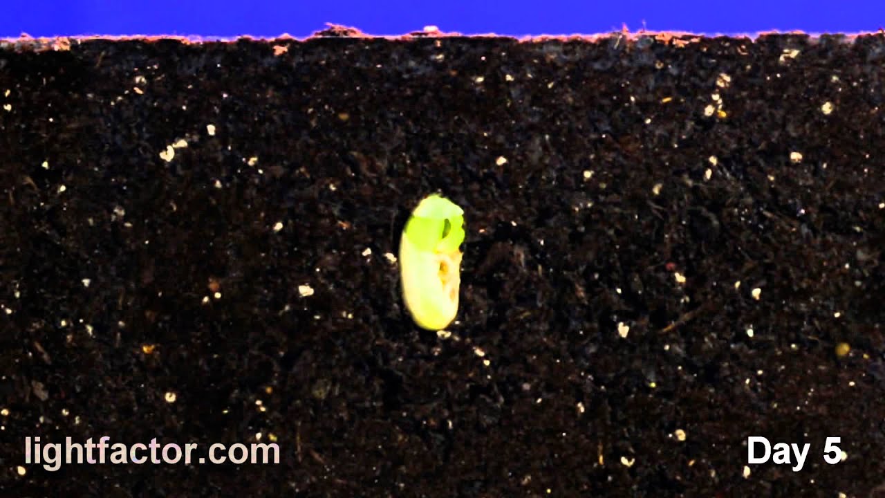 Bean Seed Time Lapse