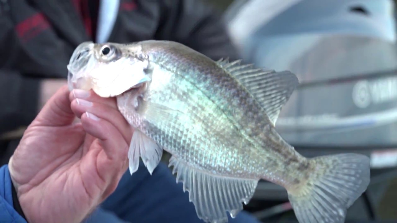 Roger Gant and Russ Bailey Deep Water Crappie Fishing on Pickwick Lake