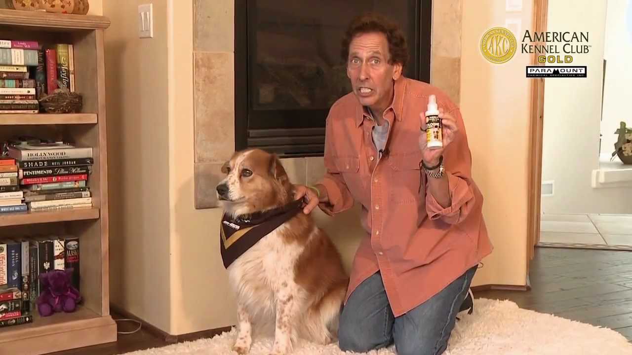 How to Make your Dog Smell Great