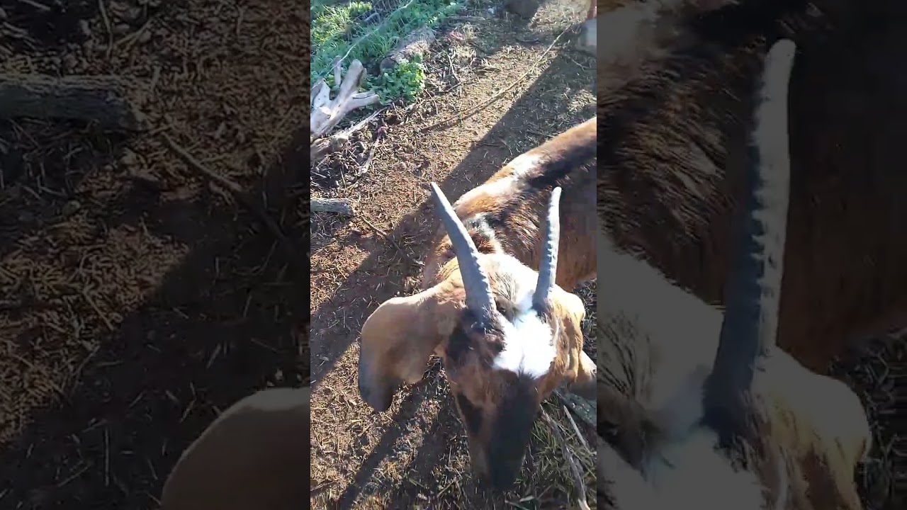 Goat House Rebuild #diy #goats #oklahoma 