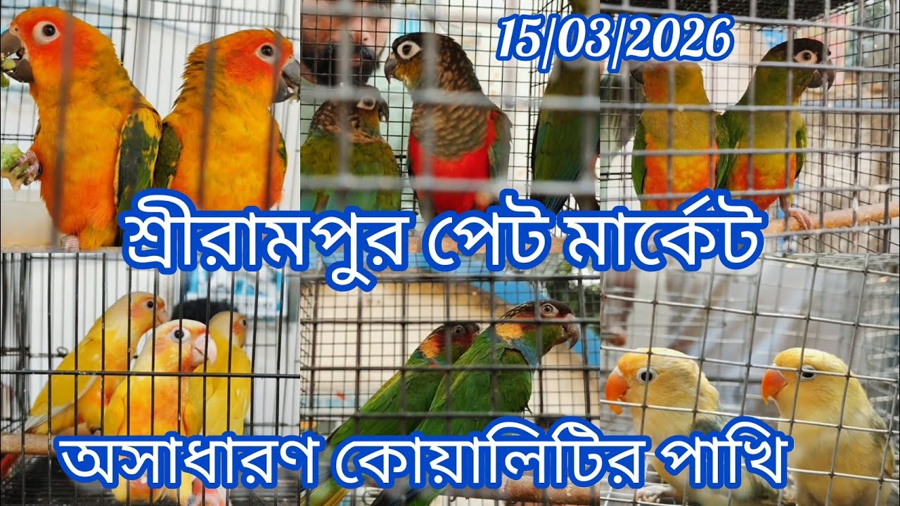 Current Exotic Birds Price Update 🦜 Shrirampur Pet Market 🐦 15/03/2026🐦 অসাধারণ কোয়ালিটির পাখি 🦜