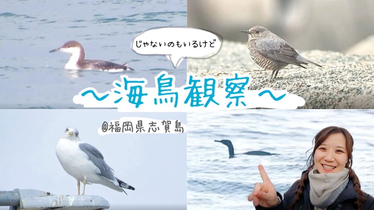 【九州第3弾】海鳥探し！＠福岡県 志賀島