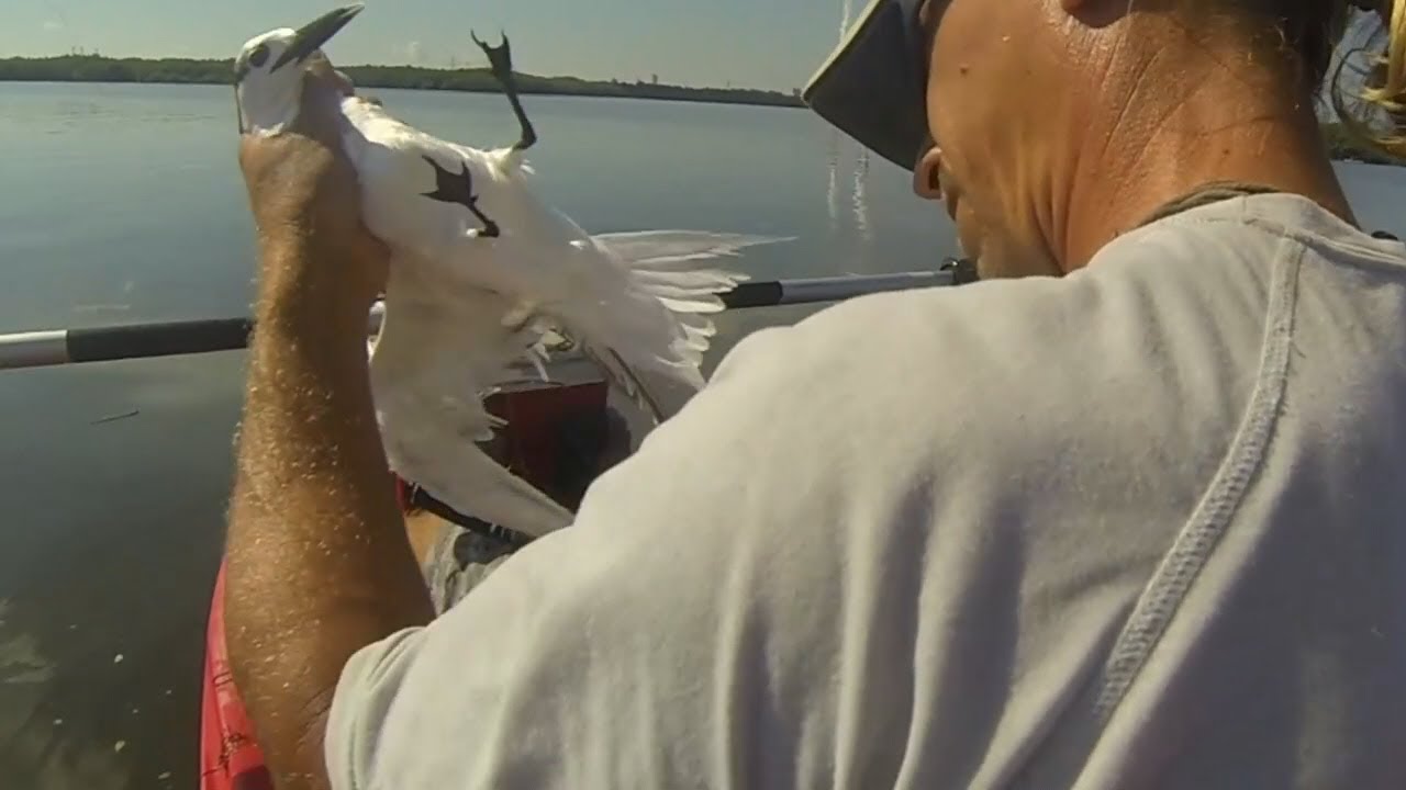 Bird caught in fishing line