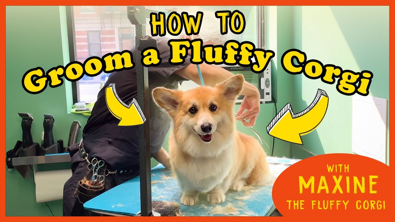 How to Groom the FLUFFIEST CORGI on Instagram