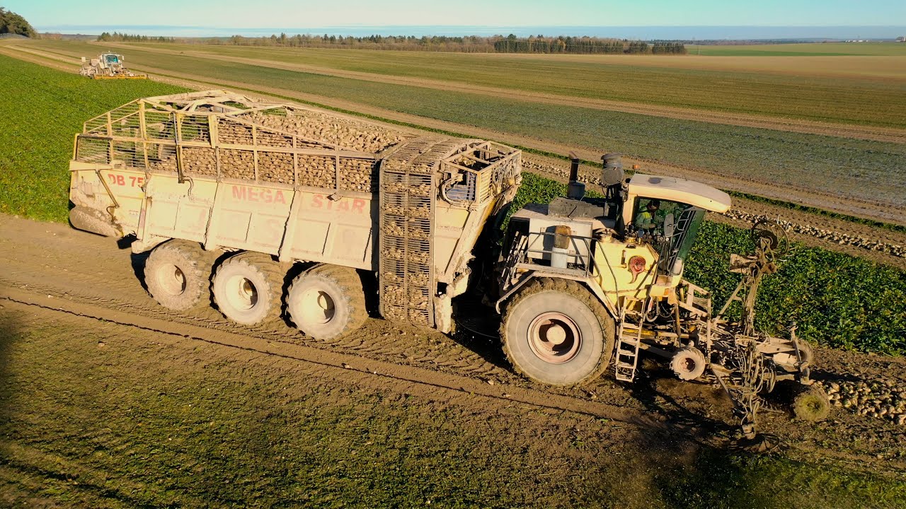 SUGAR BEET HARVEST | JPS Soyez 12 ROWS + MEGASTAR DB75 | Arrachage betteraves