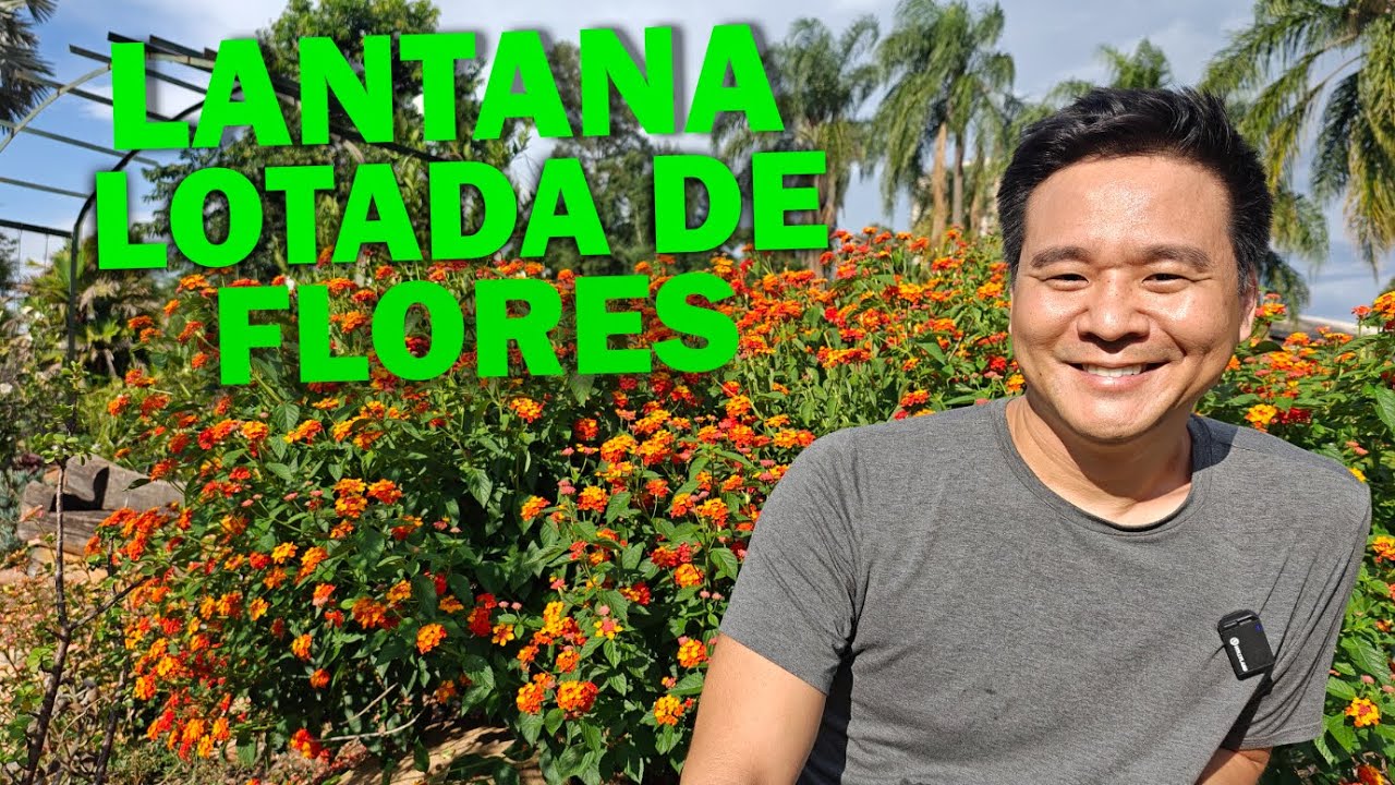 LANTANAS - segredo para florir ao máximo.