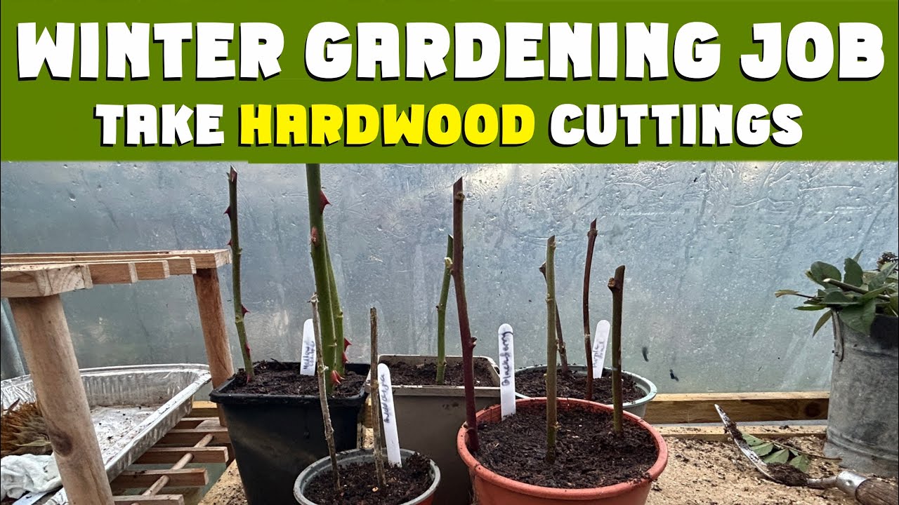 WINTER GARDENING JOBS: Hardwood cuttings of roses and other garden shrubs #propagation #rosecutting