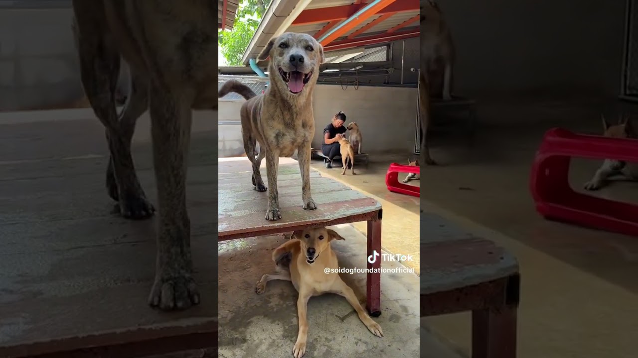 Volunteer at Soi Dog