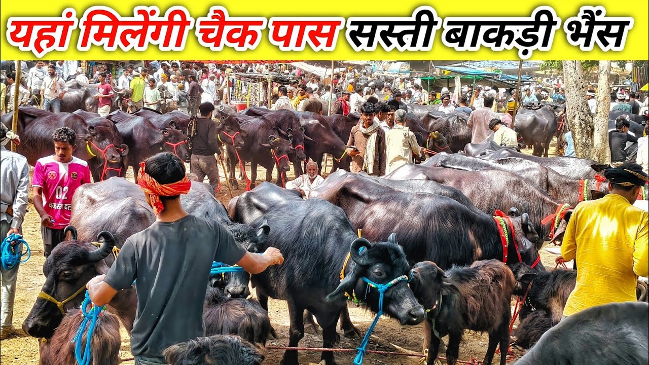 यहां मिलेंगी चैक पास सस्ती बाकड़ी भैंस | Pachokhora Pashu Mandi | Pashu Mandi | Buffalo Market