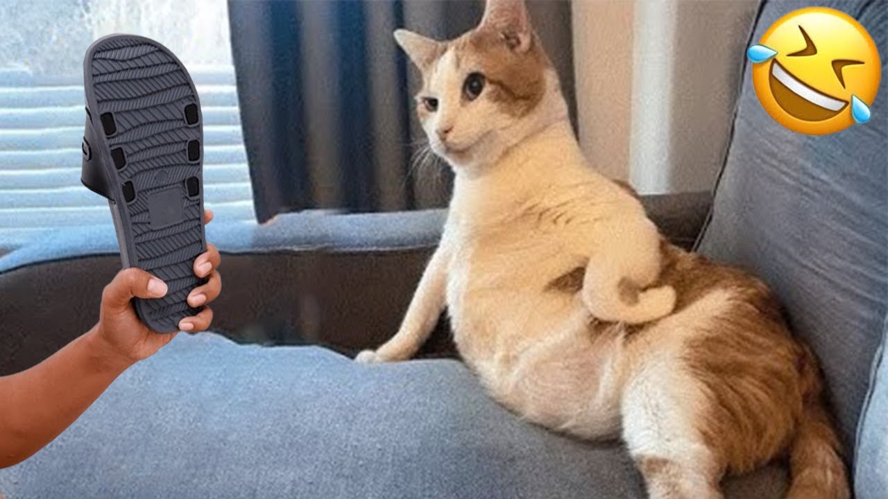 🐱Cats and Dogs🐶: Unpredictable Behavior. Try Not to Laugh🤣
