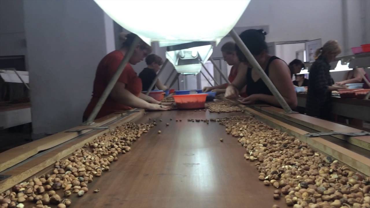 Hazelnuts , Фундук , Findik , Croylus , Allvana, GEONUTS Ltd. , Georgian Hazelnut Company
