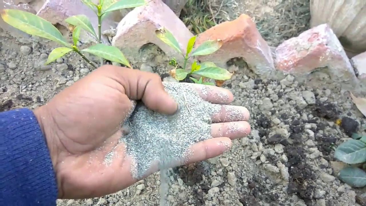 How to grow raat ki raani plant care and tips || Cestrum nocturnum