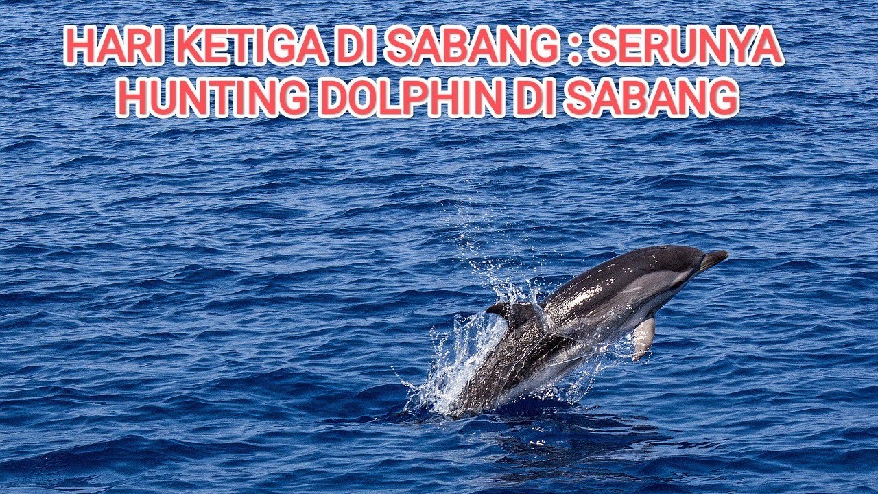 Explore Sabang 3 Days 2 Nights-Hari Ketiga di Sabang- Dolphin di sabang Explore Museum di Banda Aceh