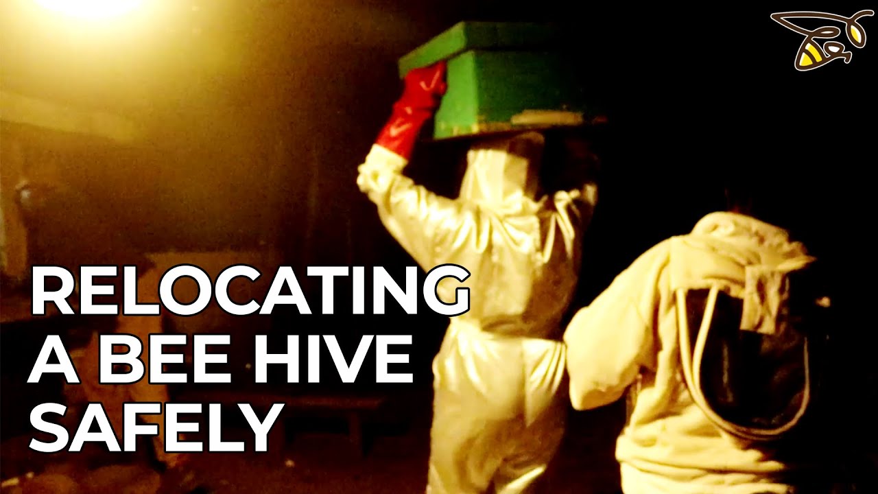 Relocating A Bee Hive I Beelove Apiaries