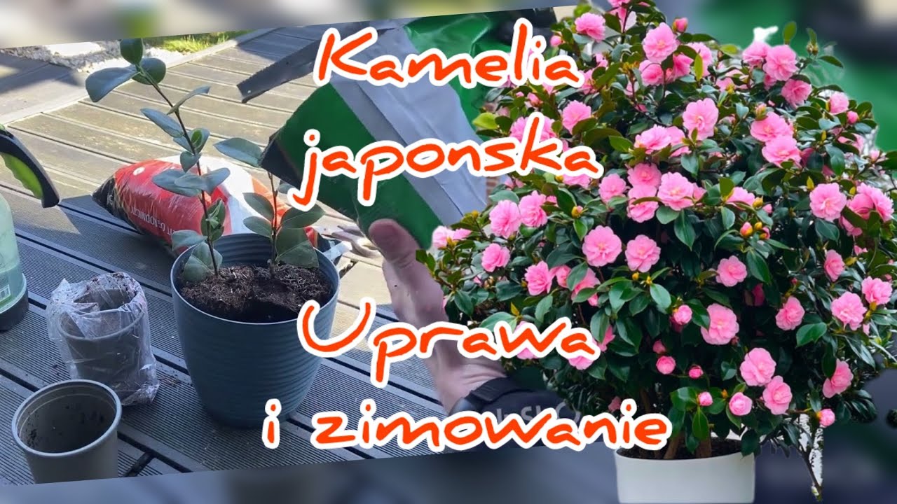 Kamelia Japońska z Biedronki: Uprawa w Ogrodzie i Zimowanie Krok po Kroku || flower plant
