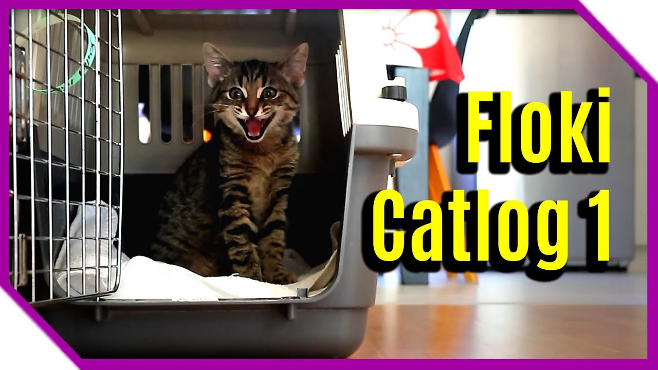 Floki the kitten - Doesn't get along so well with older cat Scully