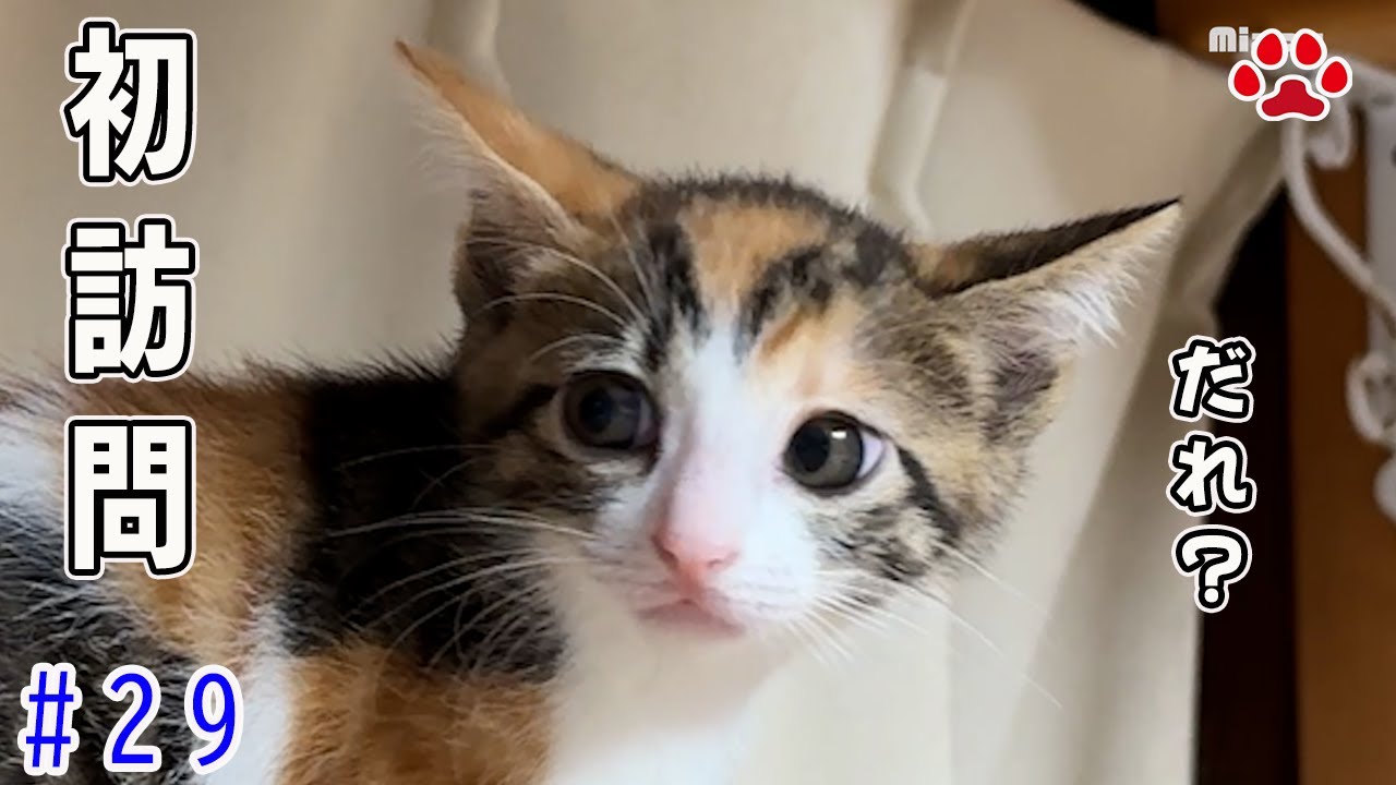 「誰…？」不安げなラテ。先輩猫との初対面は成功するのか？【瀬戸の3兄弟日記】