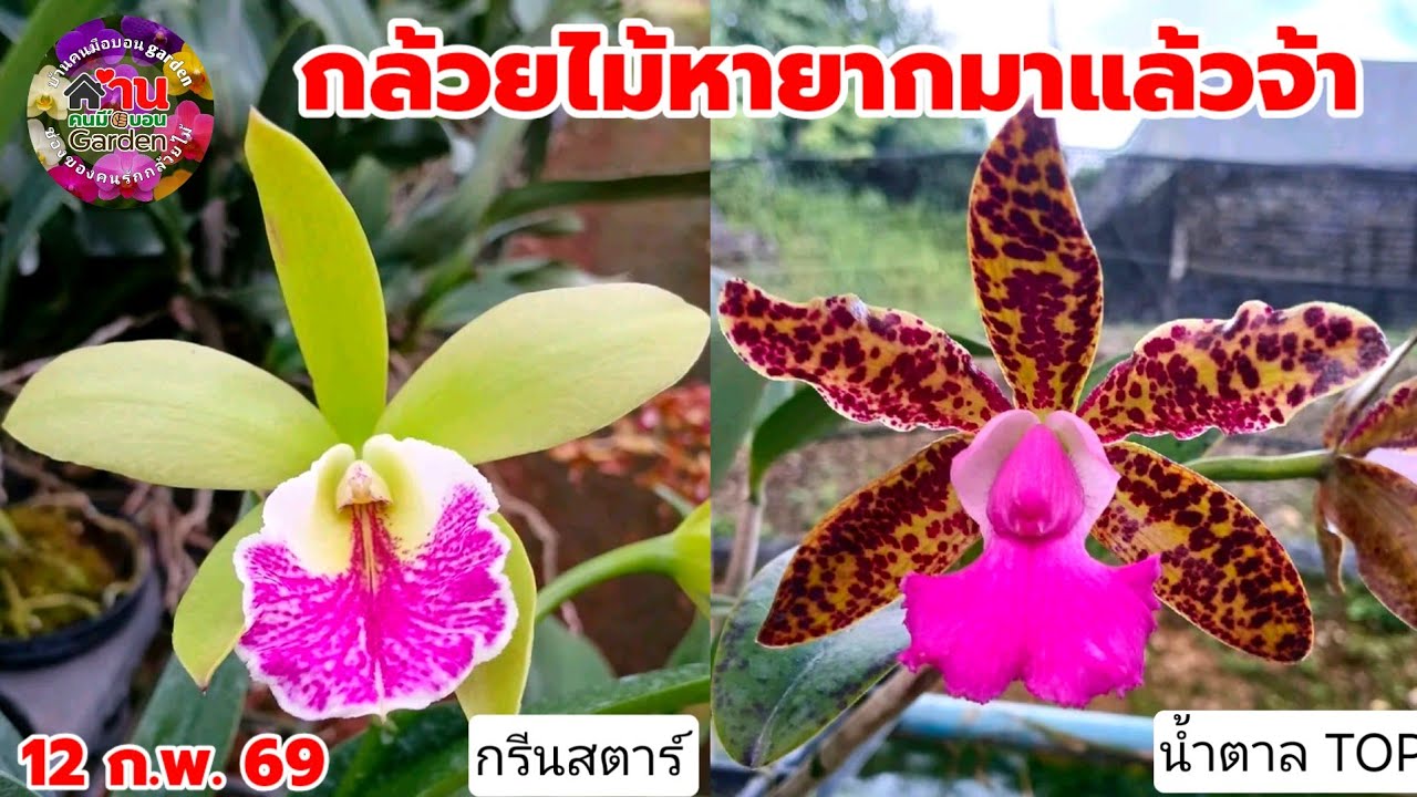 EP.809 กล้วยไม้สวยๆเข้าเพิ่ม กล้วยไม้แคทลียา กล้วยไม้หายาก #กล้วยไม้ #orchid 