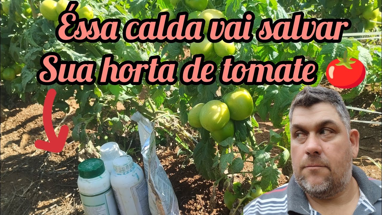 Éssa calda salva sua horta de tomate das doenças!