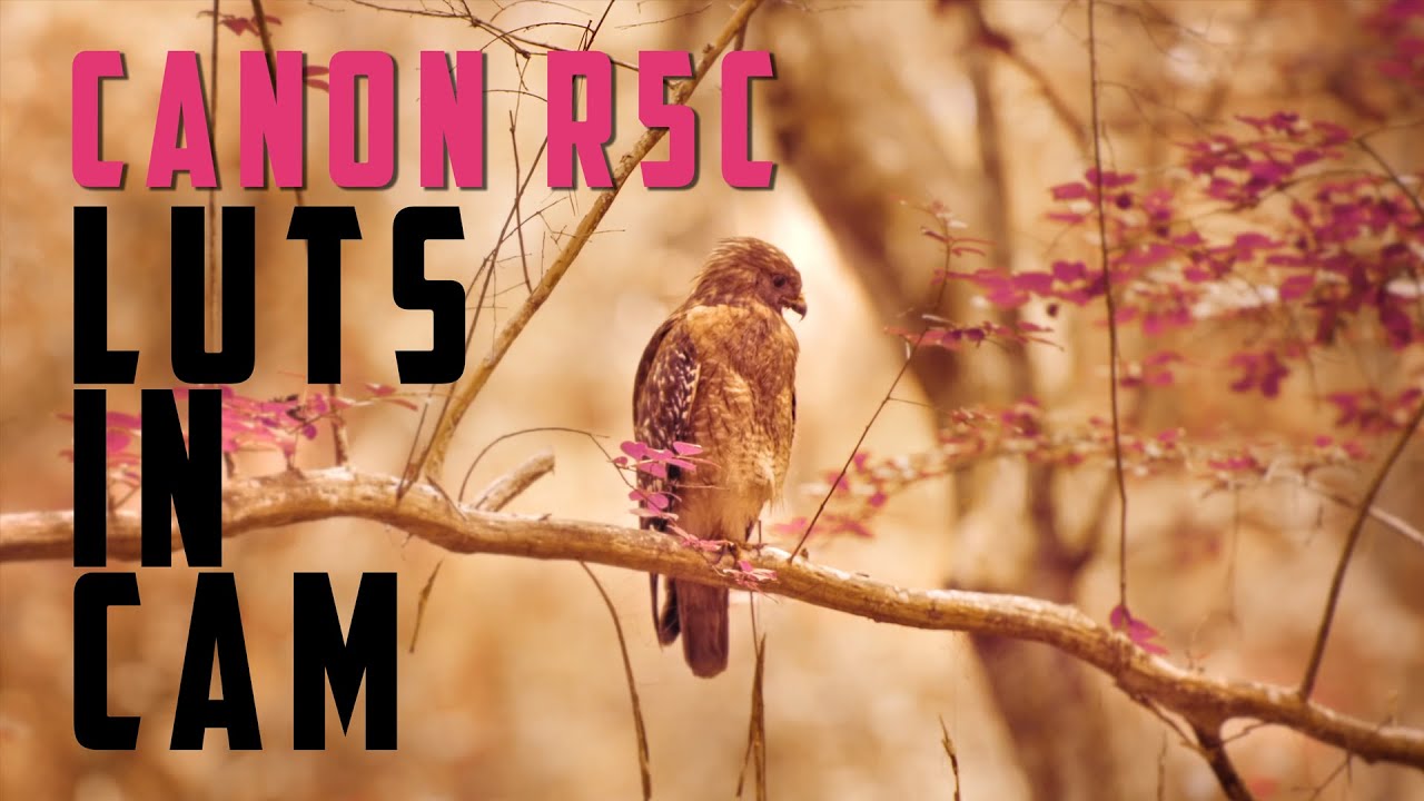 Canon R5C Load LUTS In Camera