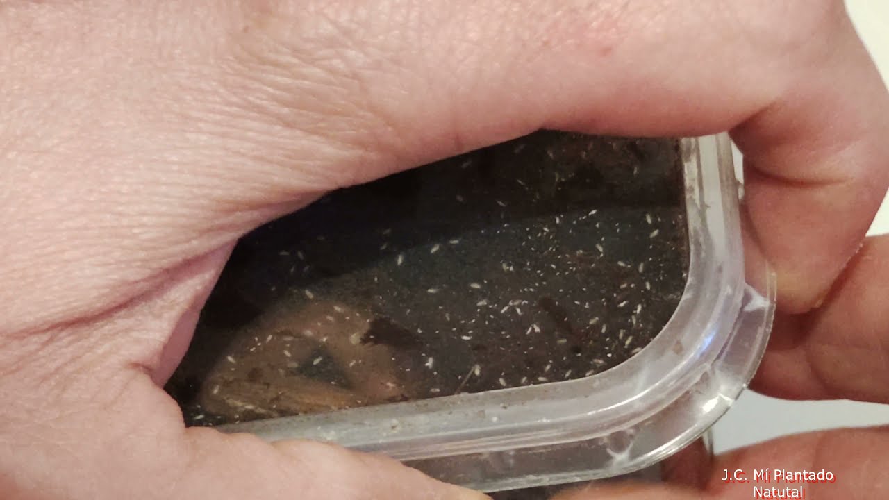 Colémbolo: comida para dendrobates y filtro biológico.