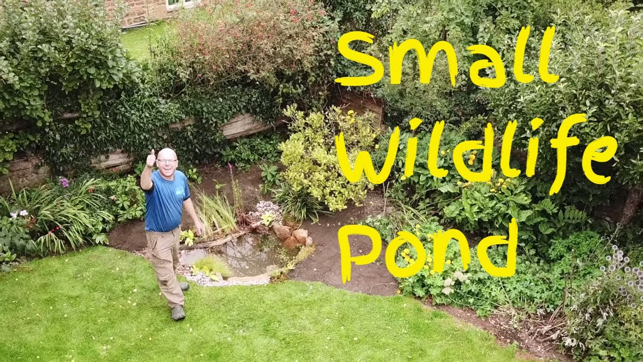 Building a Wildlife Pond: Creating a Thriving Habitat in the UK