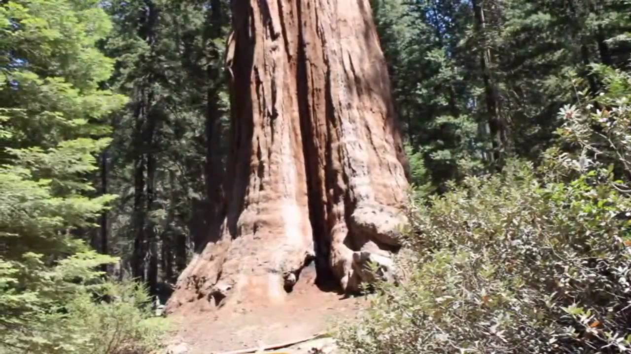 The Giant Forest (Inspirational songs by Elvis)