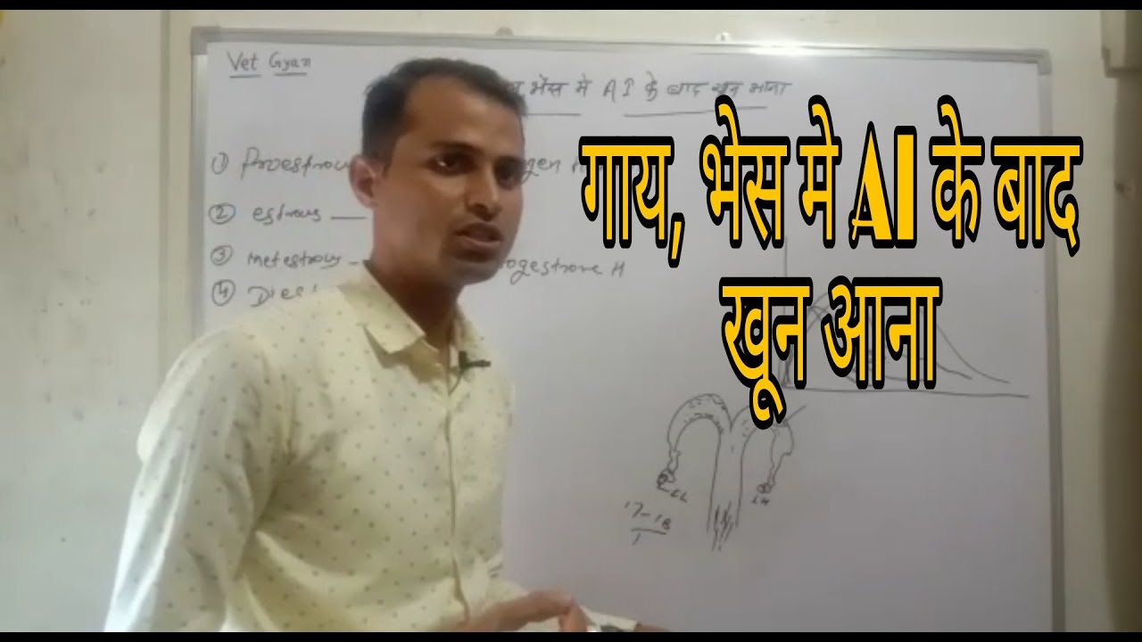Gay bhens ai ke bad khun aana/ गाय भैस में कृत्रिम गर्भाधान के बाद खून आना /estronegen hormone