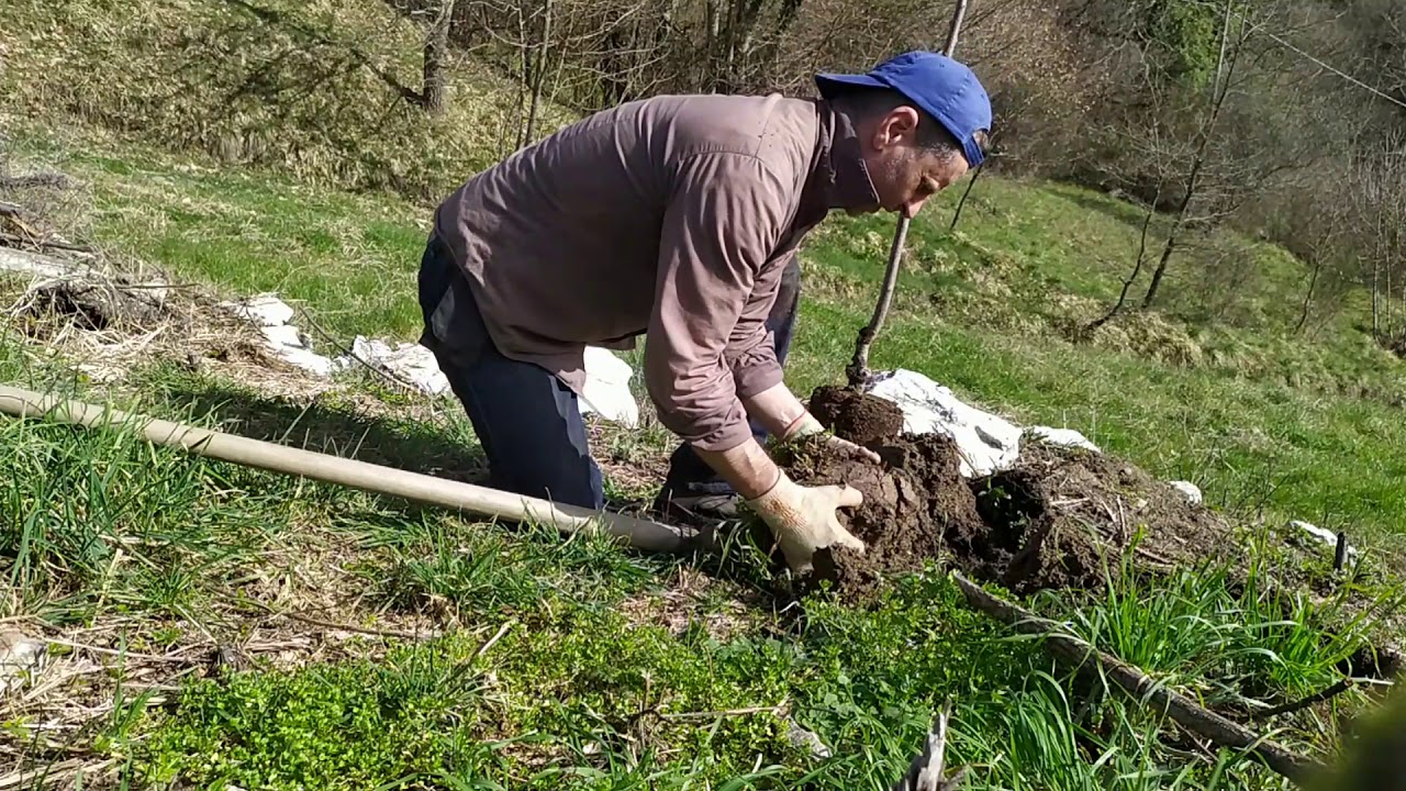 Iniziamo il nuovo frutteto